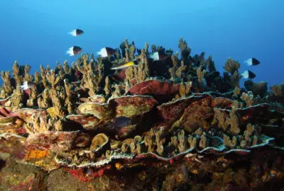 Fish swimming above a coral reef