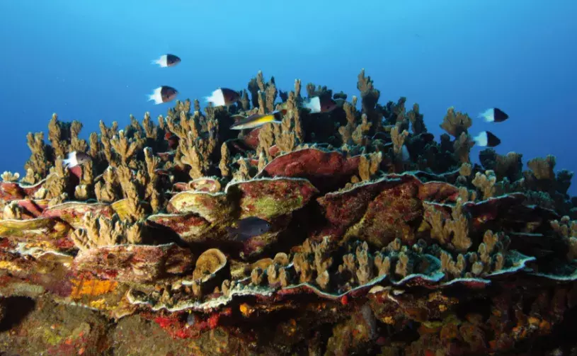 Fish swimming above a coral reef
